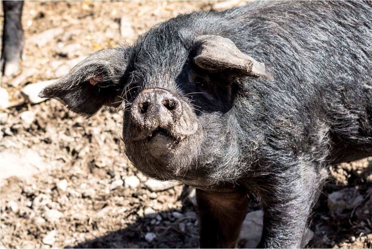 Cochon noir aux Granges, Pralognan